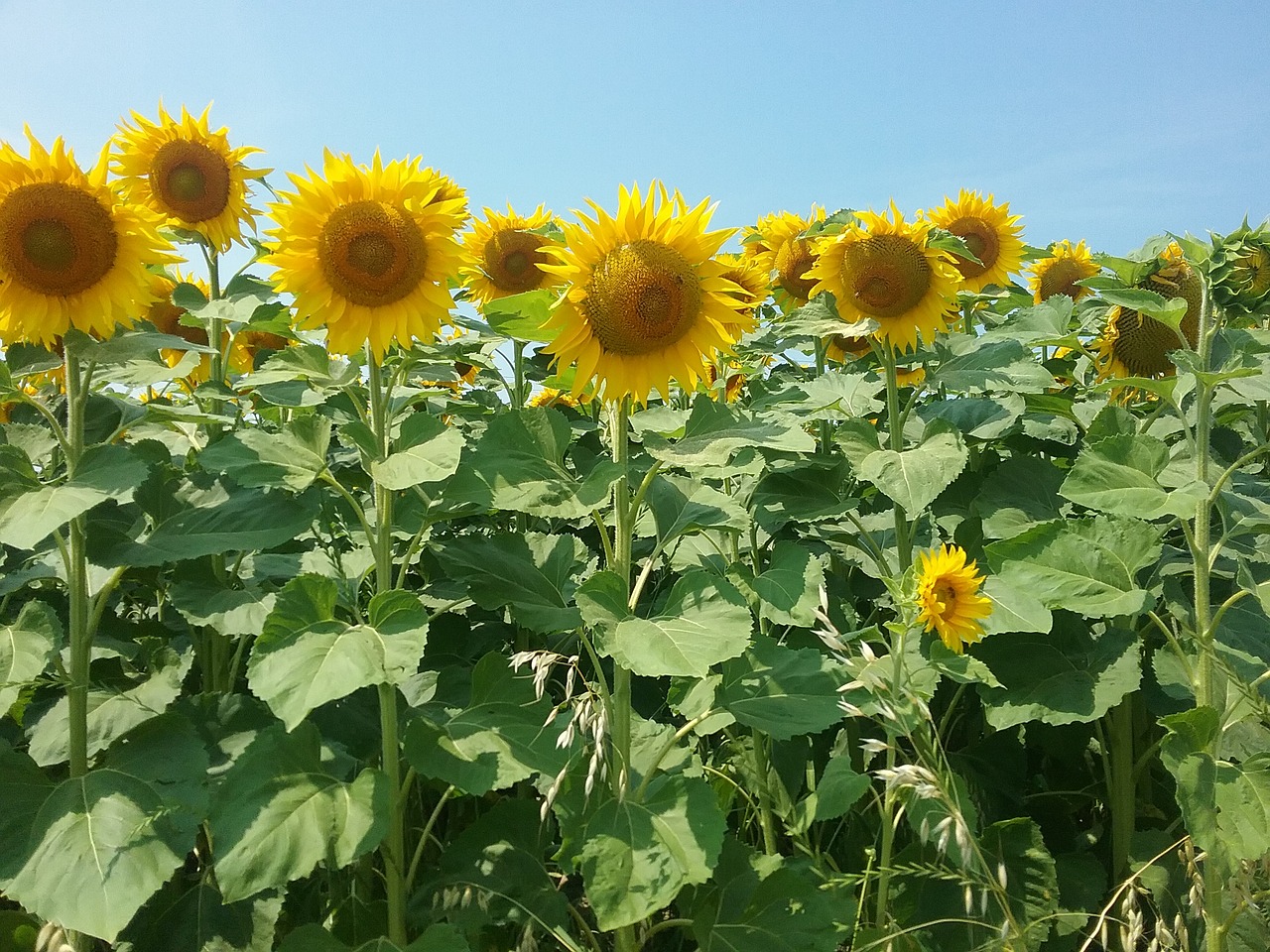 summer flower sunflower free photo