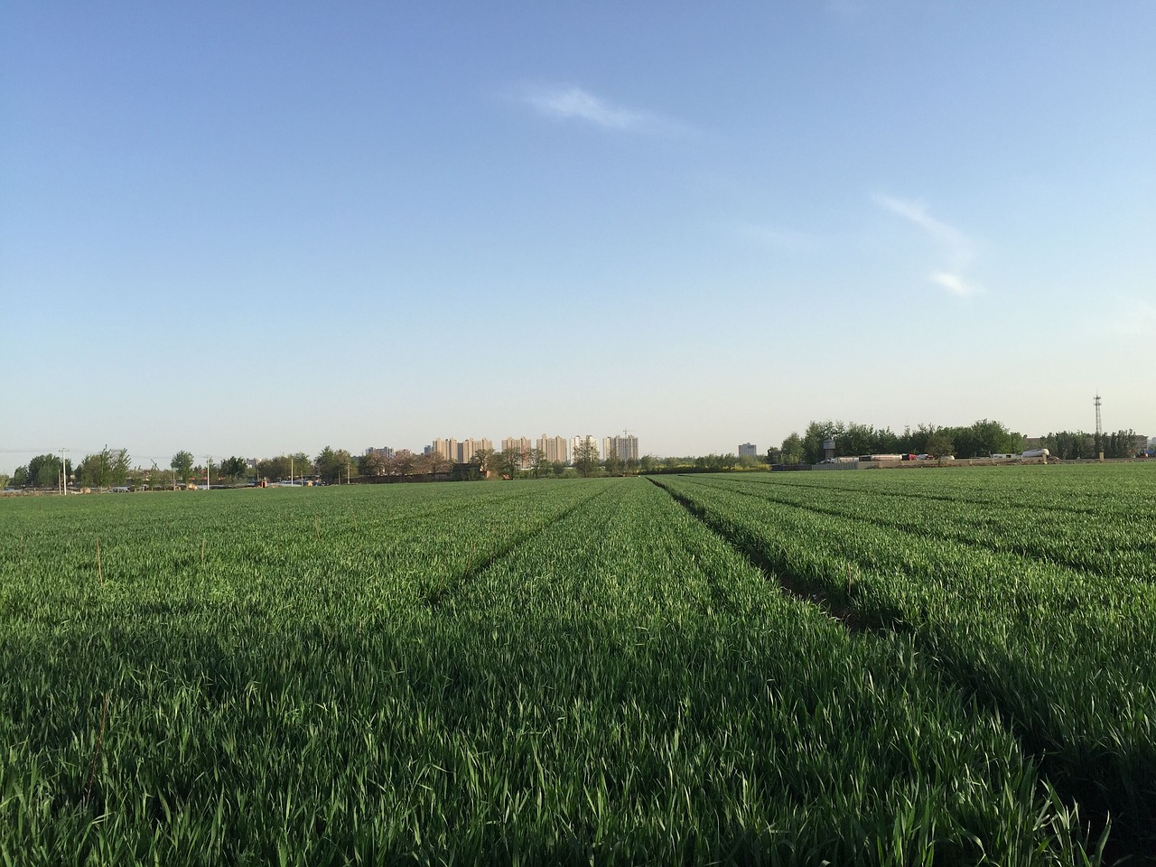 summer in wheat field blue sky free photo
