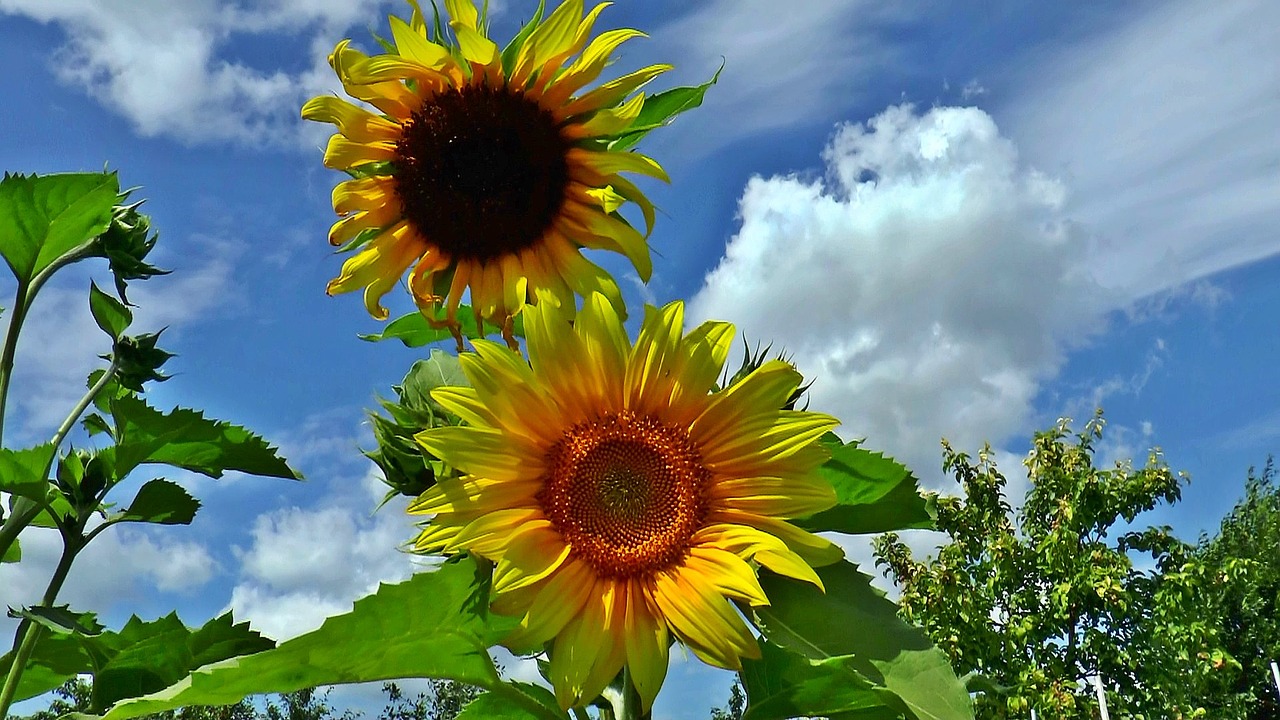 summer sunflower plant free photo