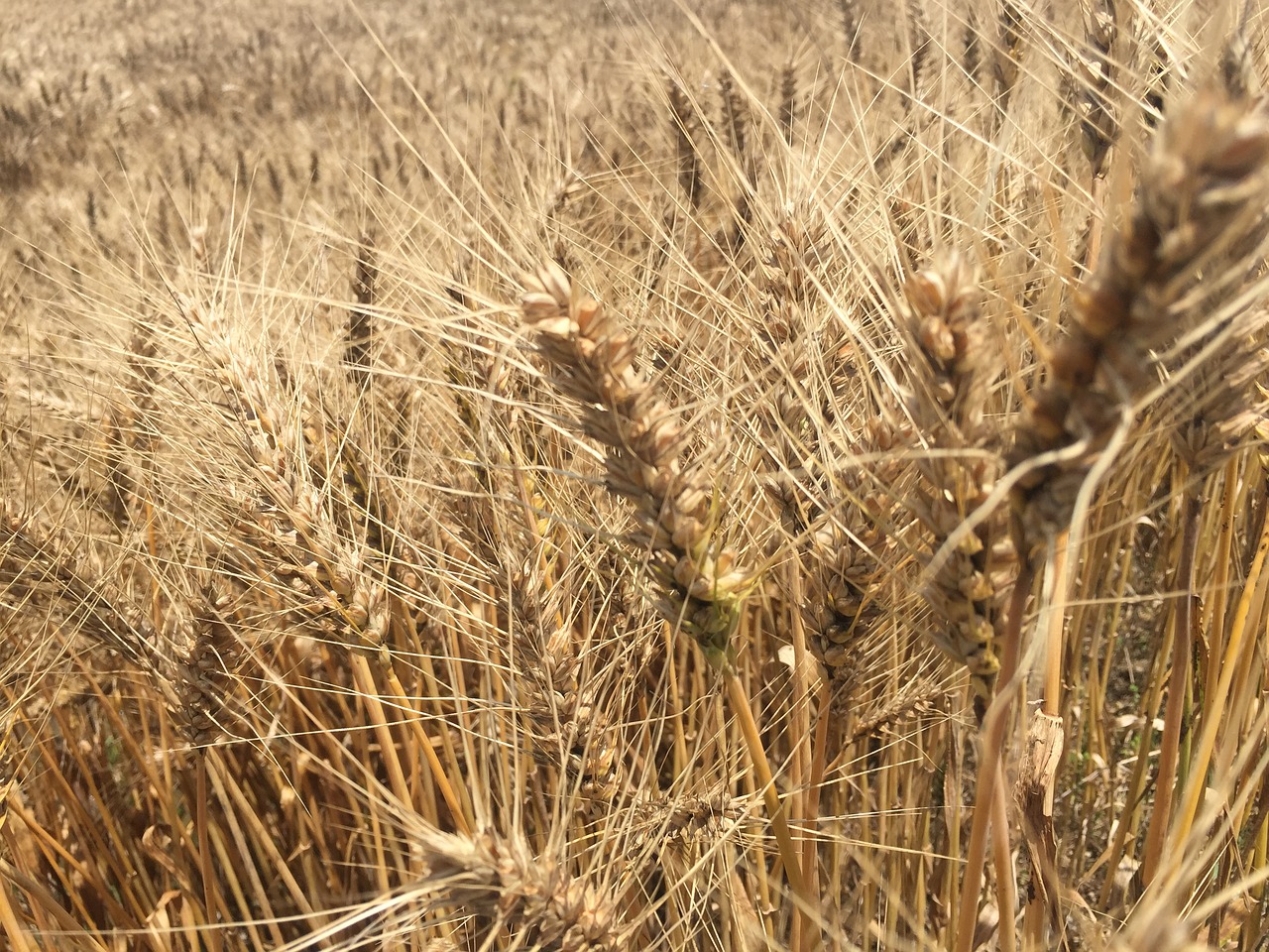 summer wheat hope free photo