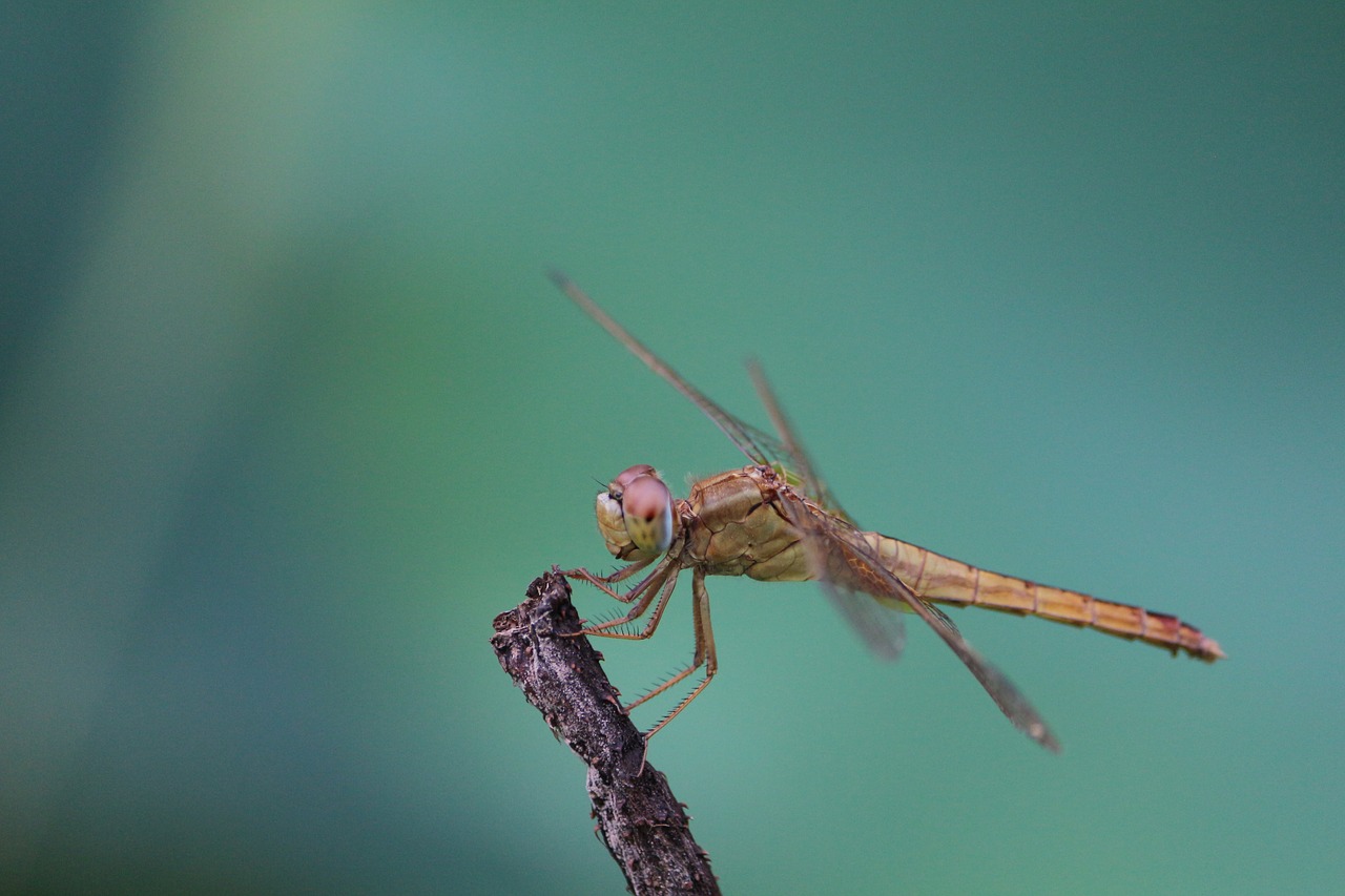 summer pond dragonfly free photo