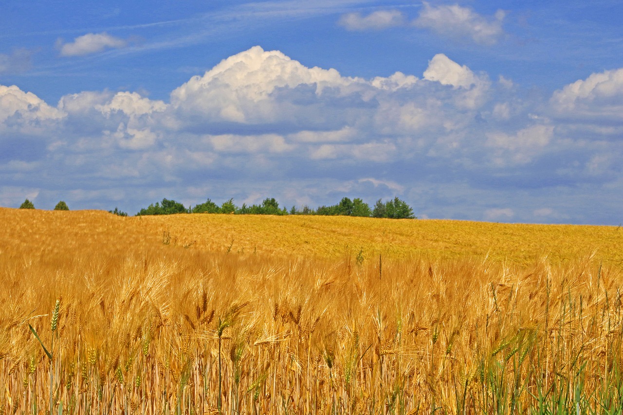 Лето поле пшеницы