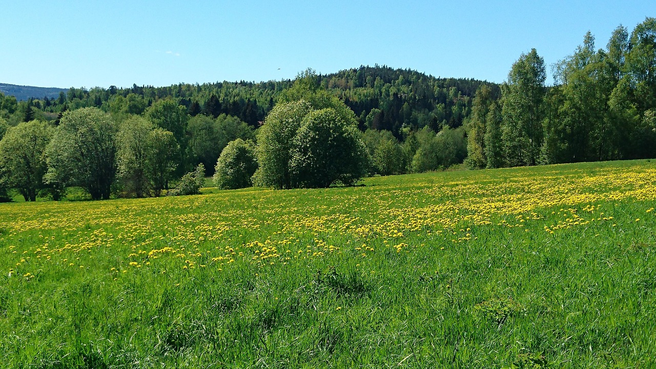 summer sweden grass free photo