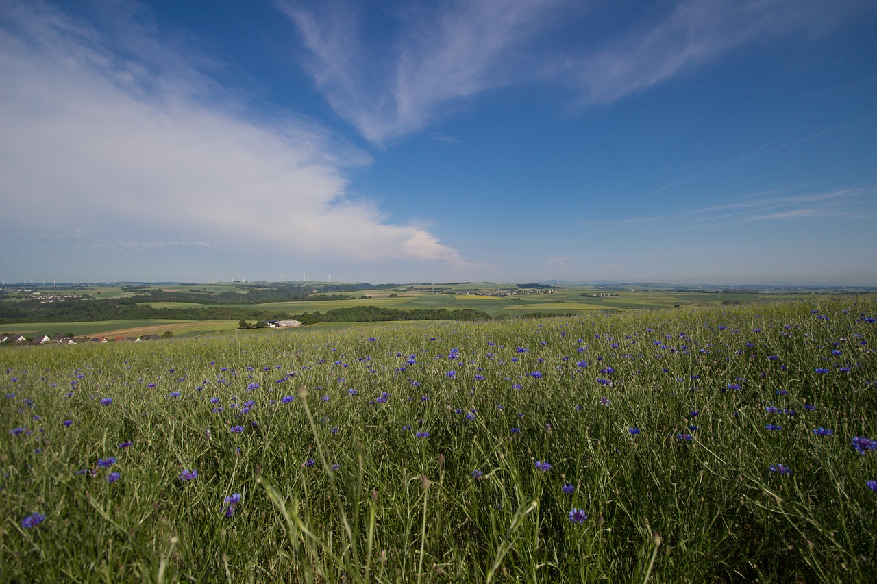 summer field sky free photo