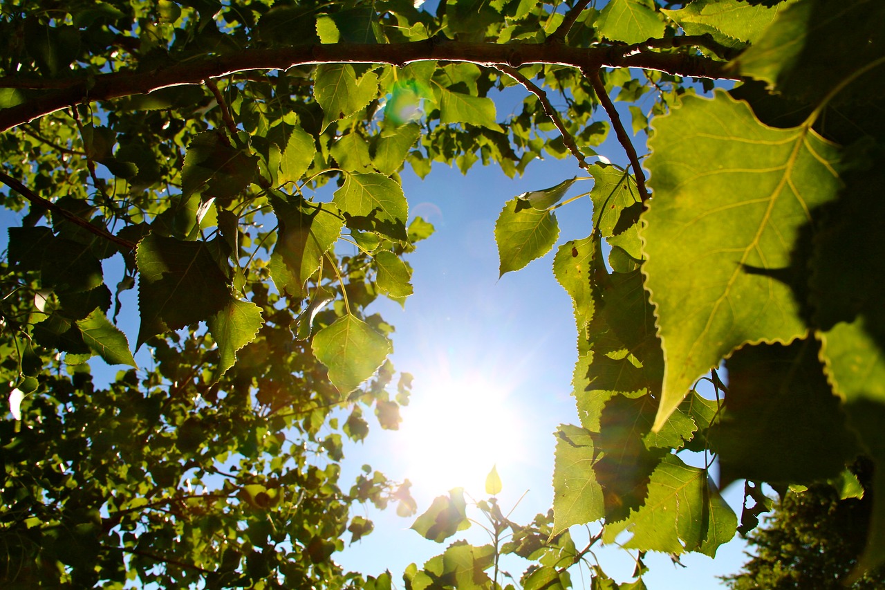 summer trees leaves free photo