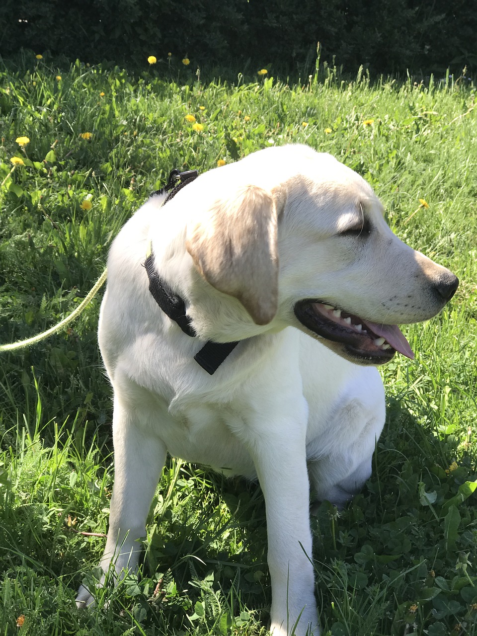 summer golden retriever dog free photo