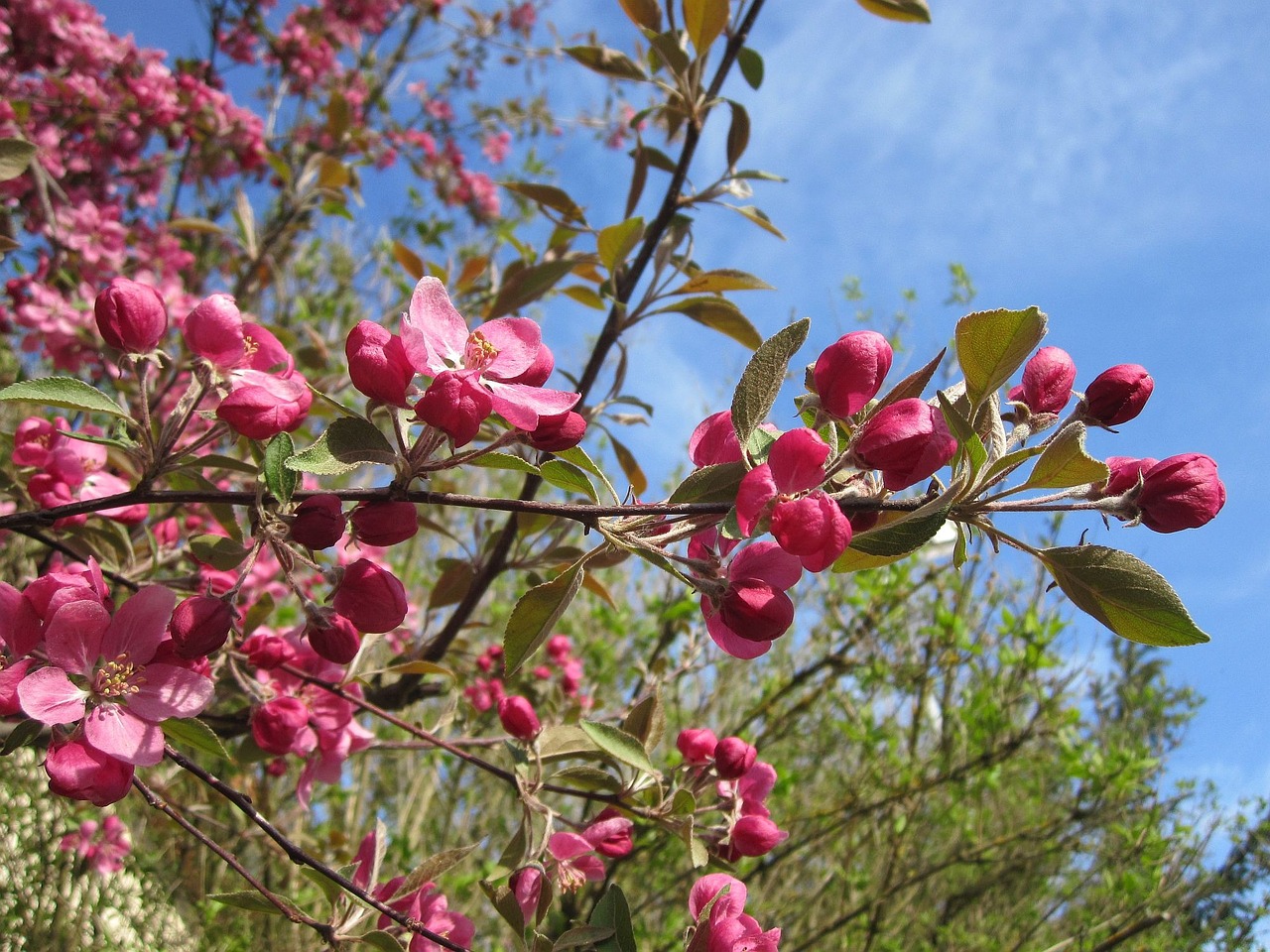 summer nature blossom free photo