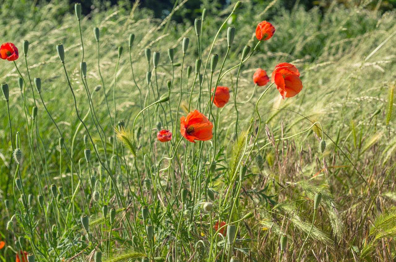 summer meadow poppy free photo