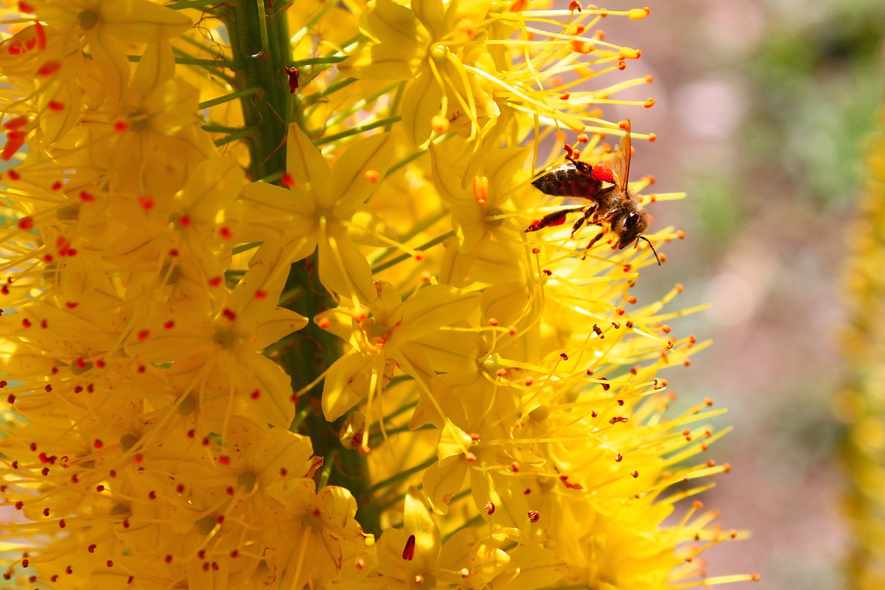 summer bee yellow free photo