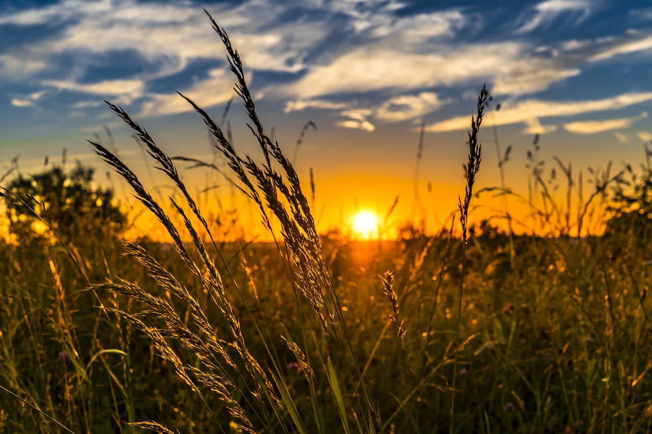 summer sunset meadow free photo