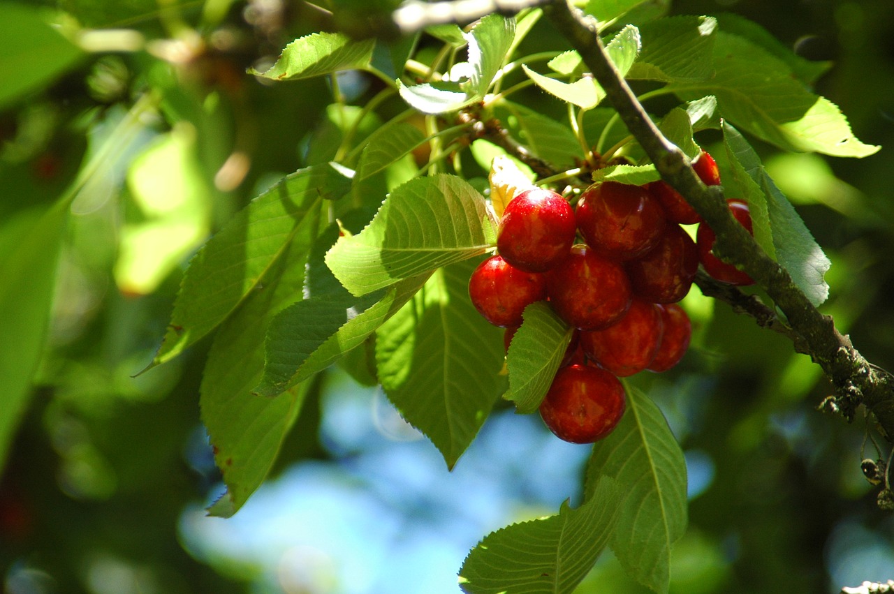 summer red cherry free photo