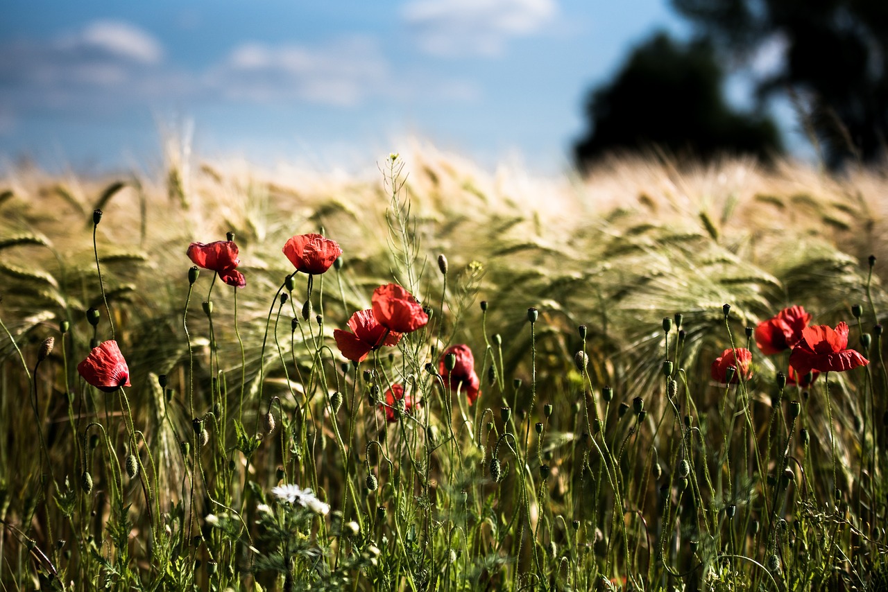 summer field nature free photo