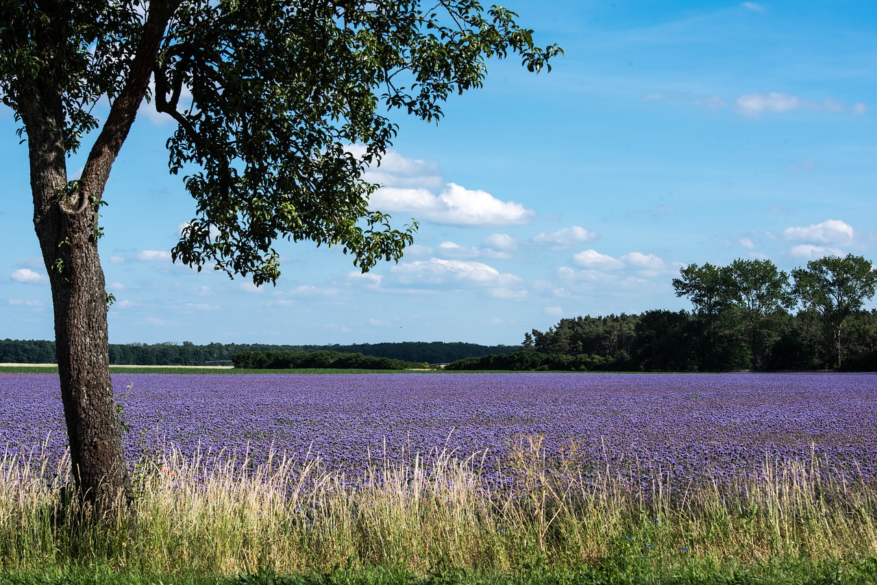 summer field nature free photo