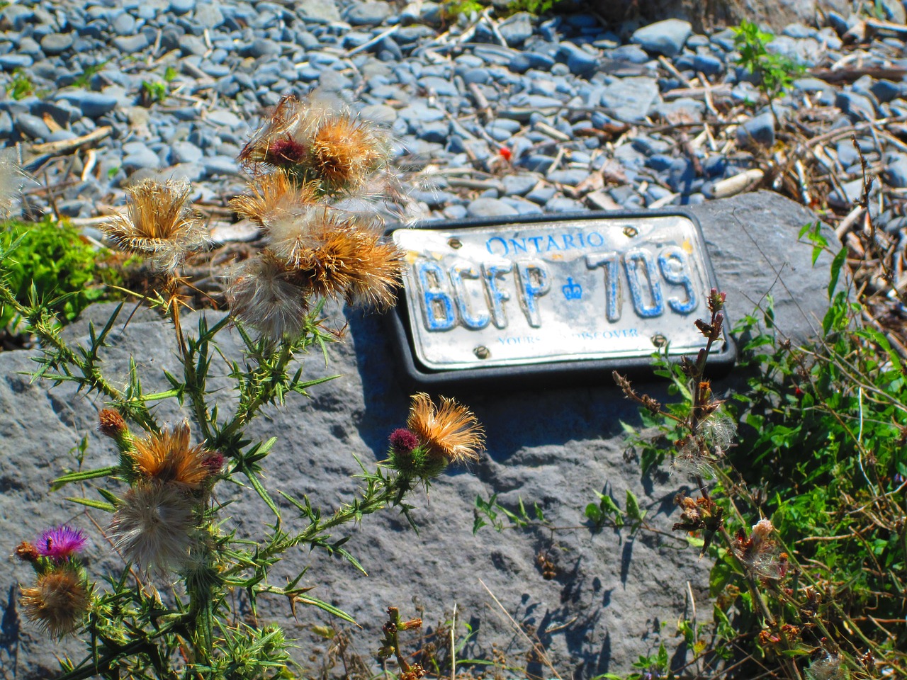 summer licence plate thistles free photo