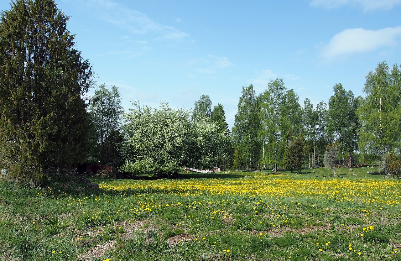 summer summer meadow nature free photo