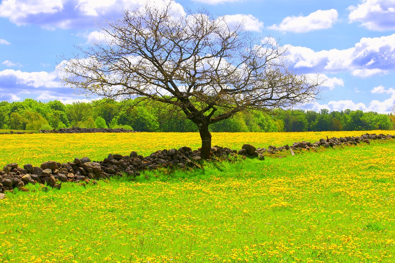 summer canola yellow fields free photo