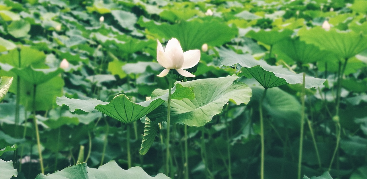 summer lotus green free photo