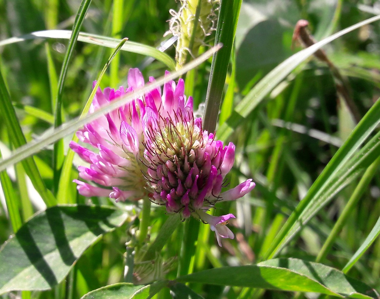 summer grass nature free photo