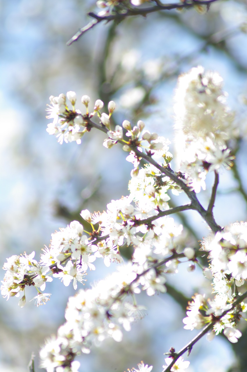 summer blossom bloom free photo