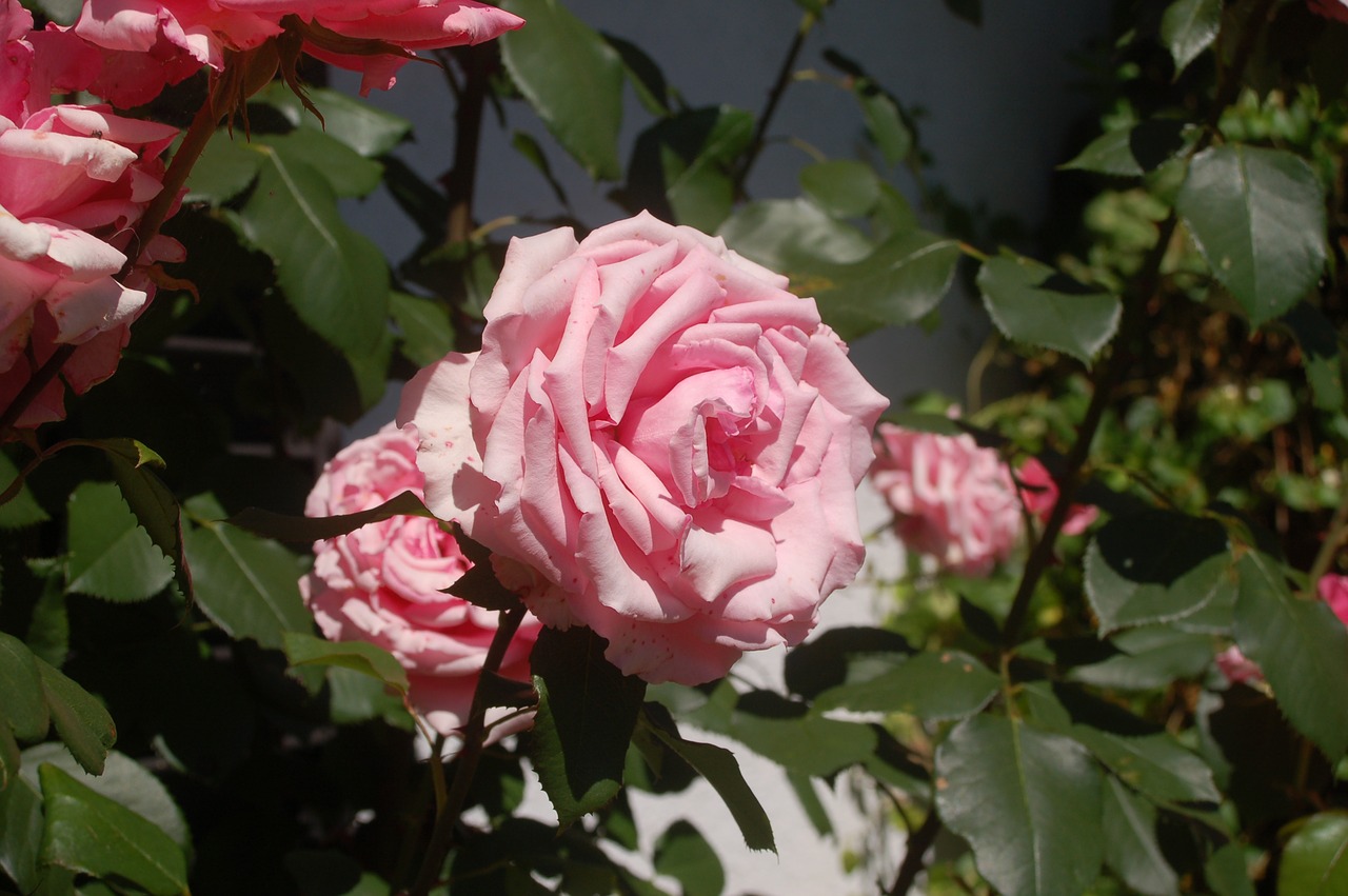 summer roses fragrance free photo