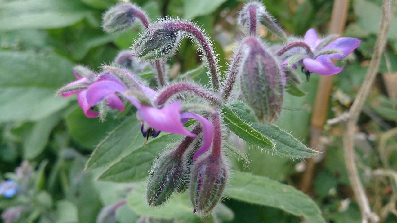 summer flower borage free photo