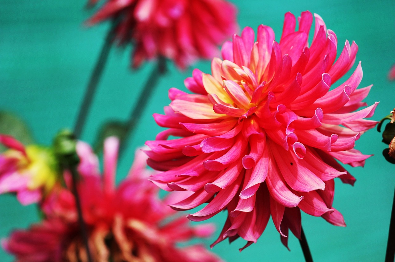 summer dahlia flower free photo