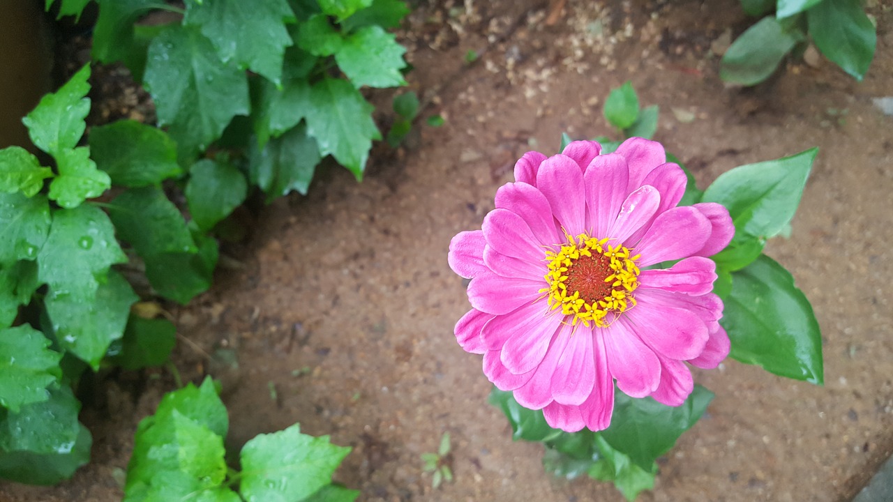 summer flowers pink flower free photo