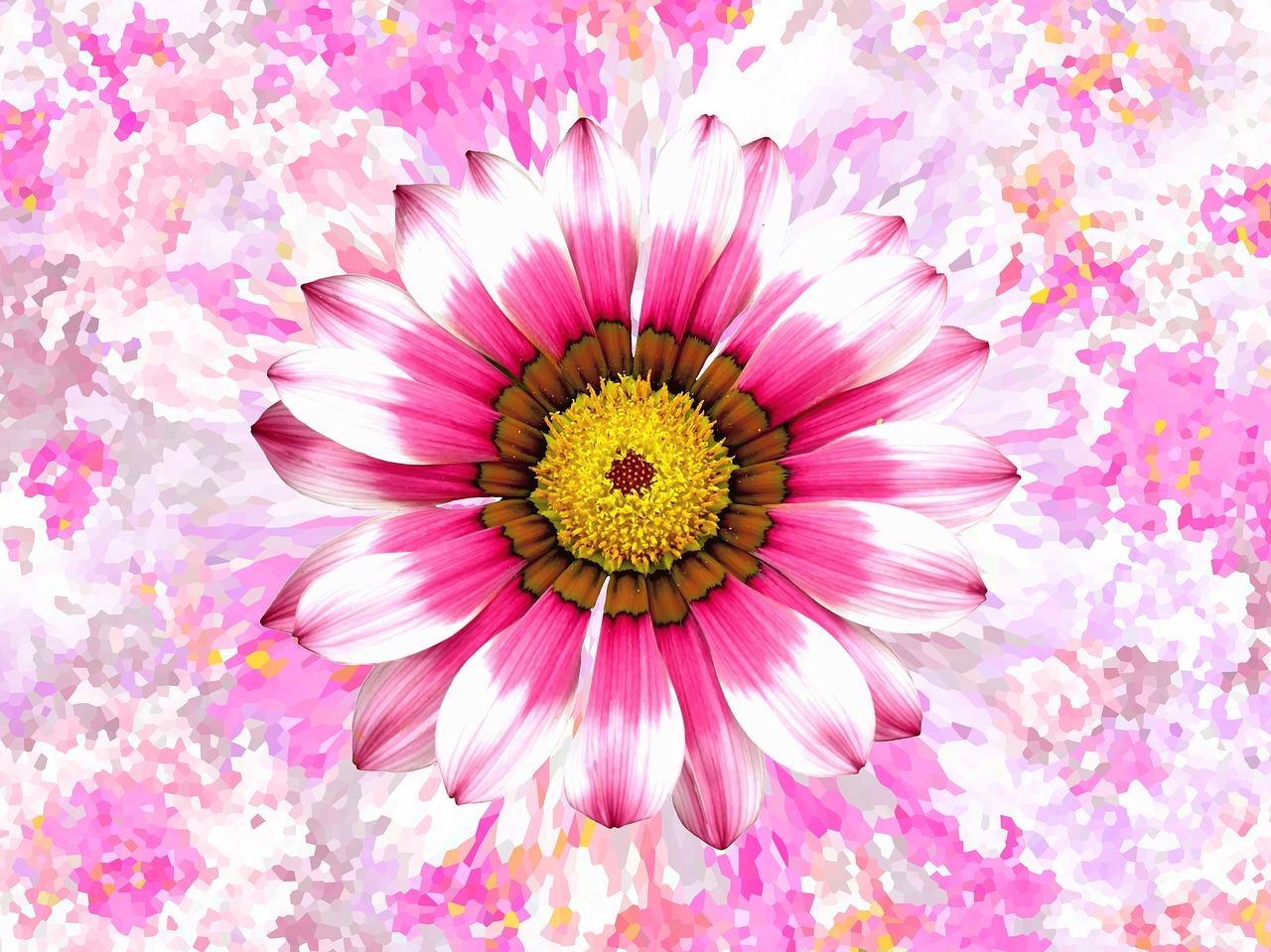 summer summer flower pink free photo