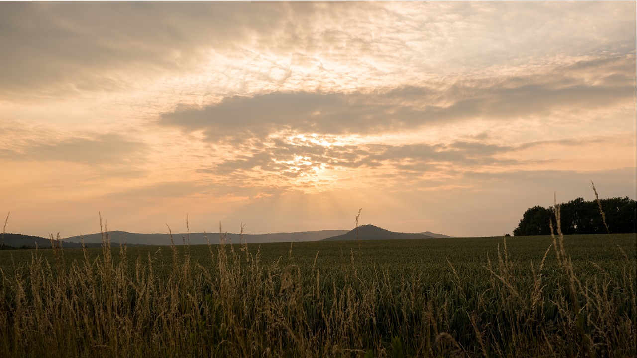 summer field sunset germany free photo