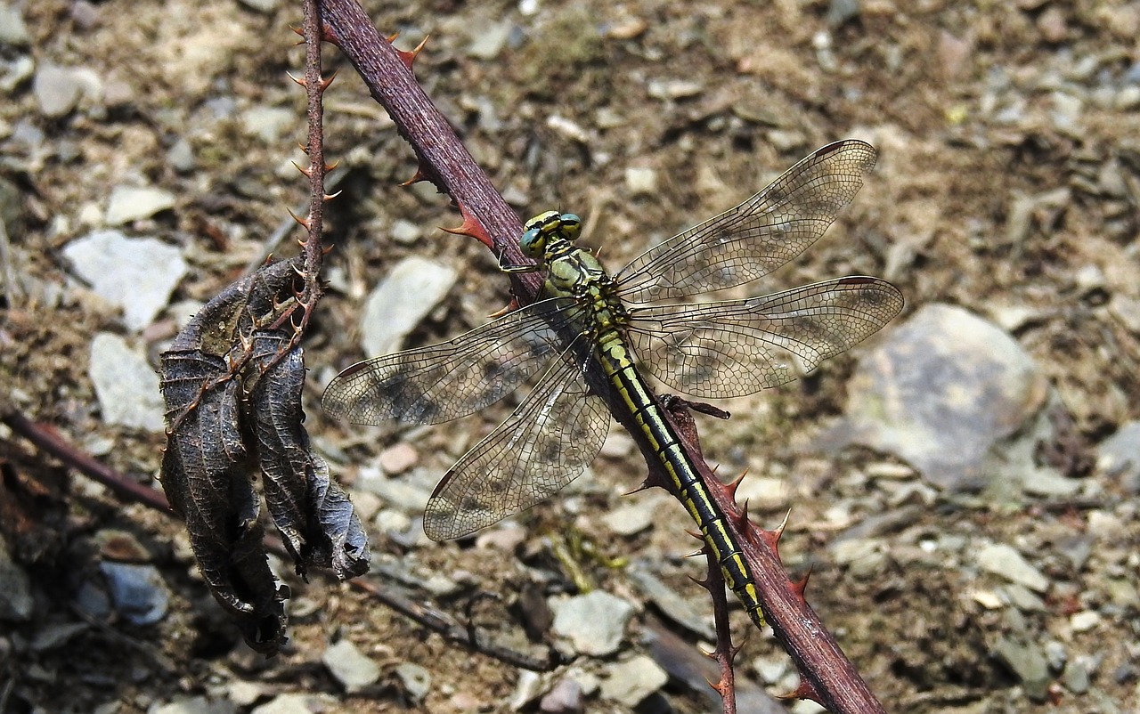 summer insect dragonflies free photo