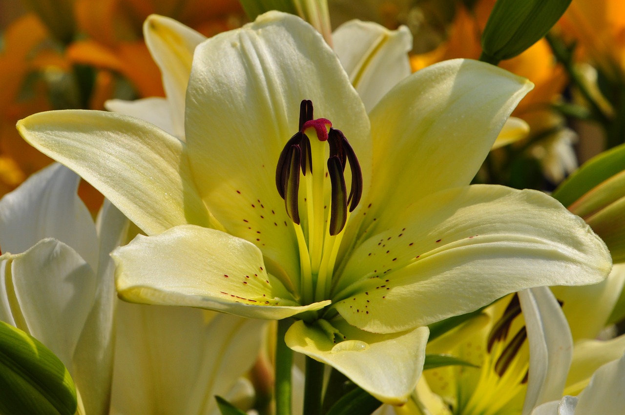 summer flowers yellow free photo