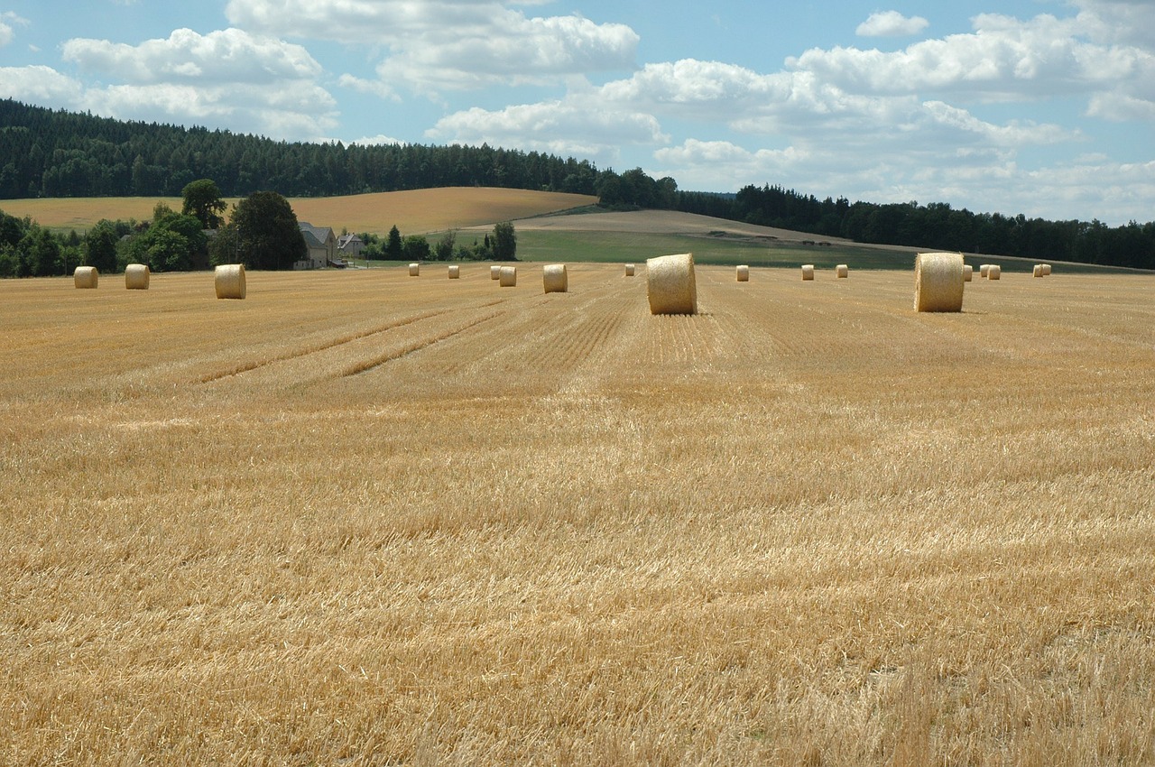 summer field landscape free photo