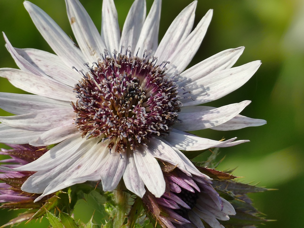 summer plant thistle free photo