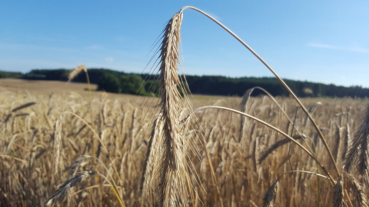 summer field wheat free photo