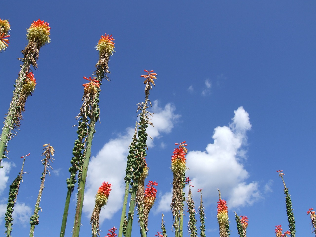 summer flower clouds free photo