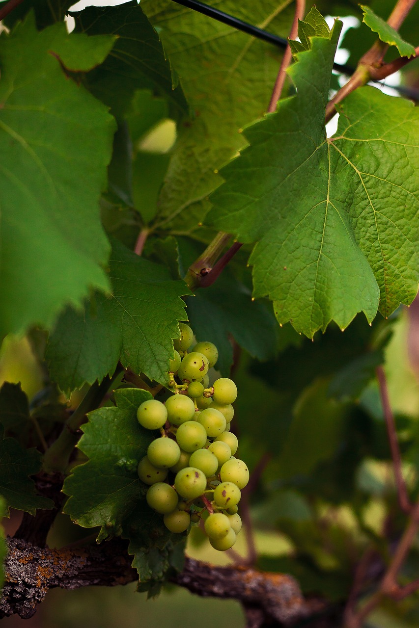 summer grapevine vines free photo
