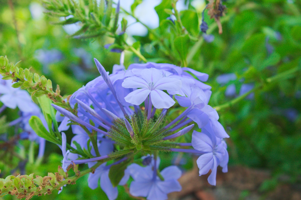 summer sun provence free photo