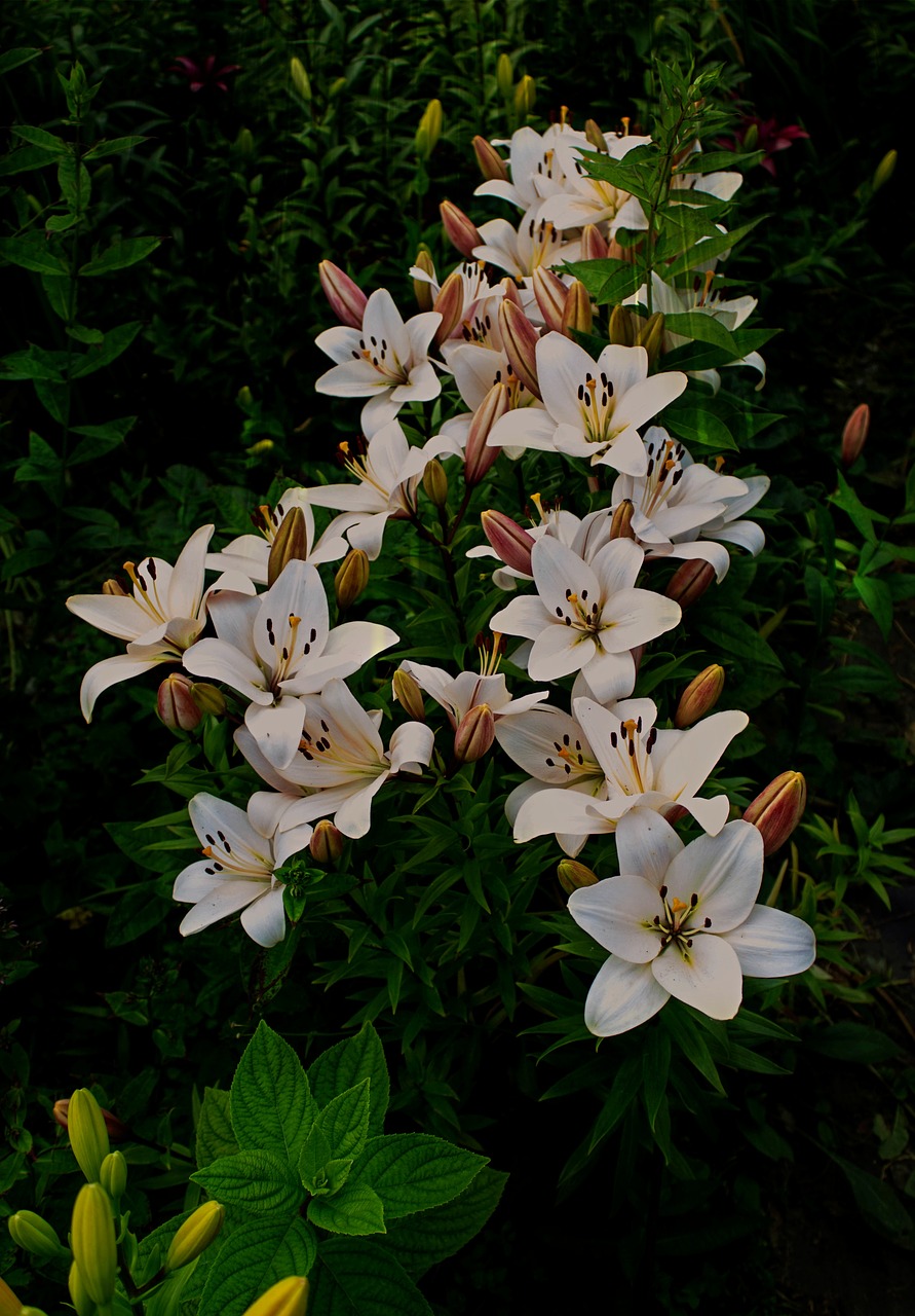 summer garden lily free photo