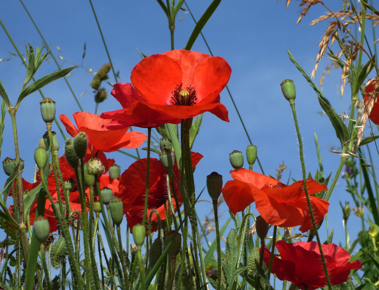 summer poppies beaujolais free photo