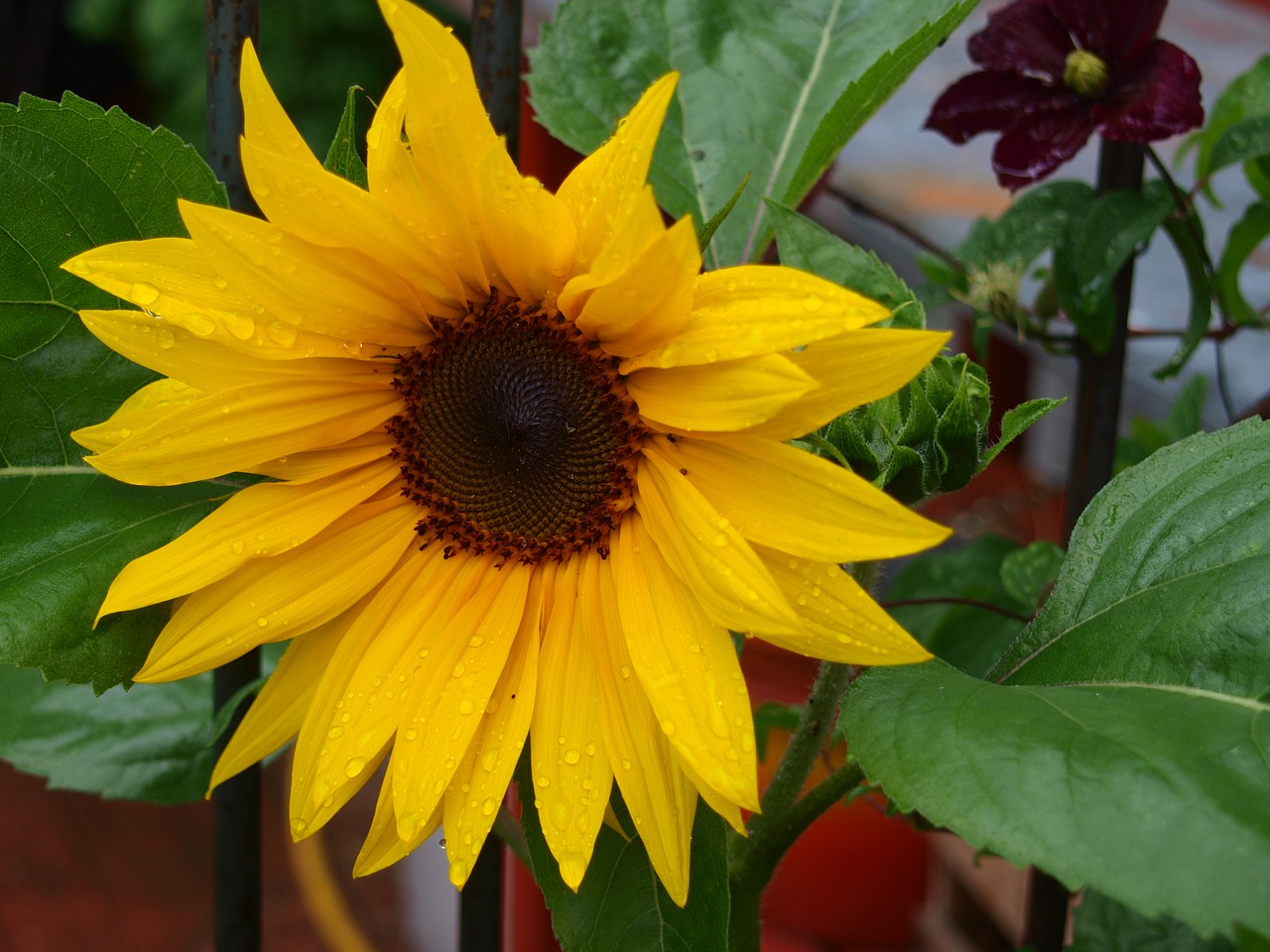 summer sun flower rain free photo