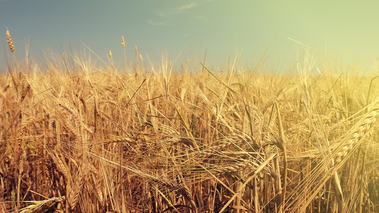 summer field wheat free photo