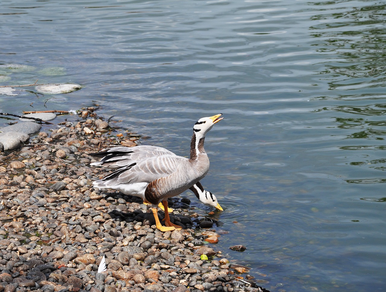 summer birds nature free photo