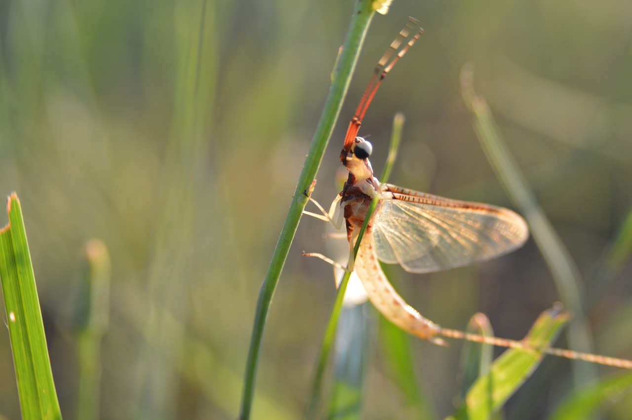 summer macro bug free photo