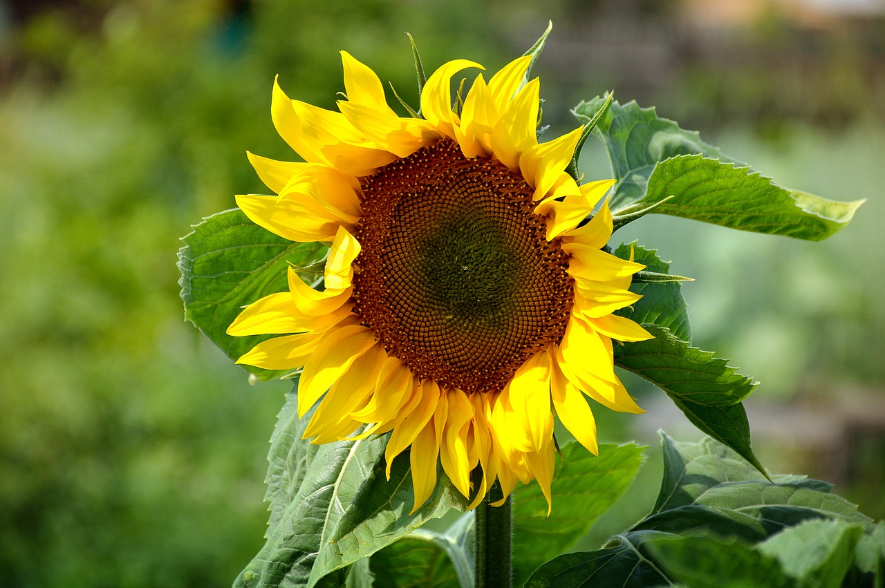 summer greens closeup free photo