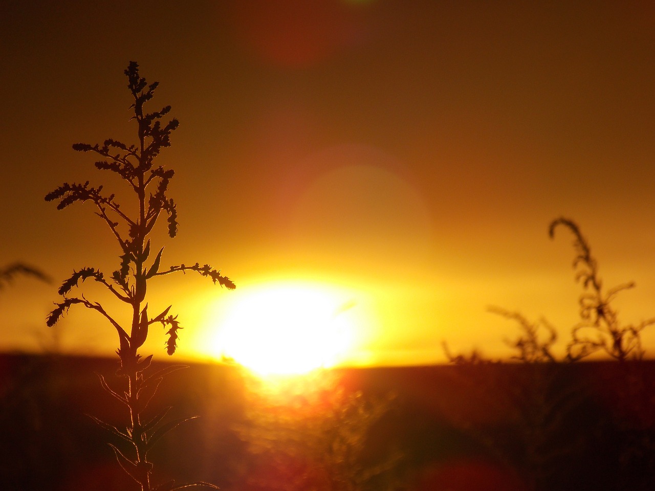 summer sunset nature free photo