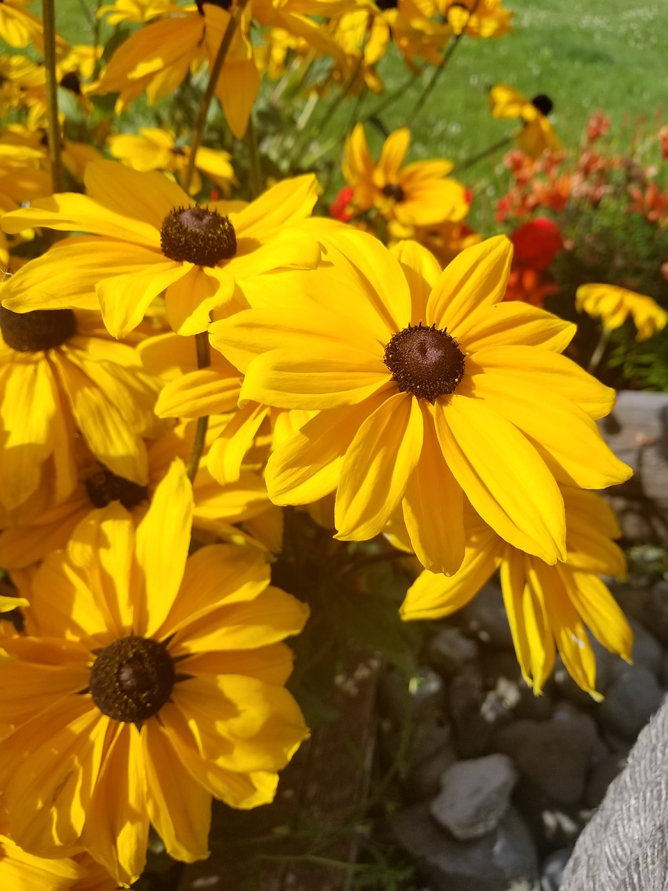 summer bloom yellow flowers free photo