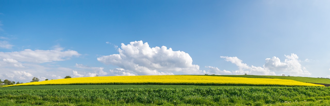 summer serene field of rapeseeds free photo