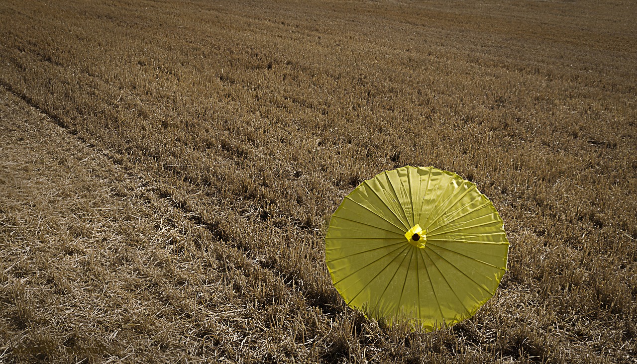 summer yellow field free photo