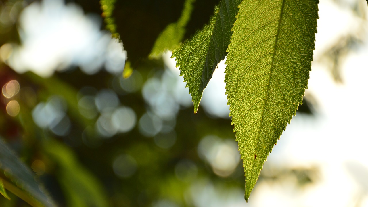 summer foliage cherries free photo