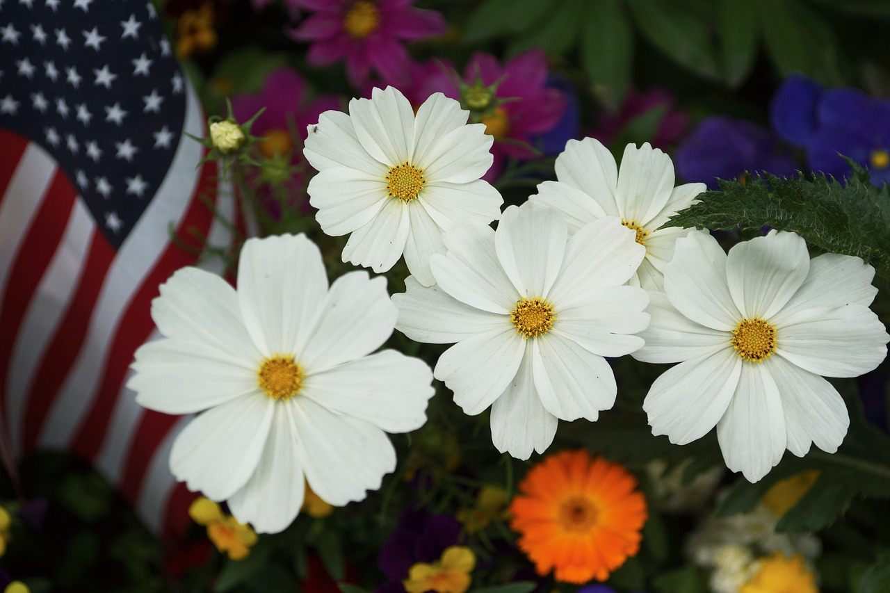 summer flower flag free photo